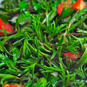 Kekik Salatası